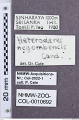 Etikette zu Heteroderes negombensis (NHMW-ZOO-COL-0010692)